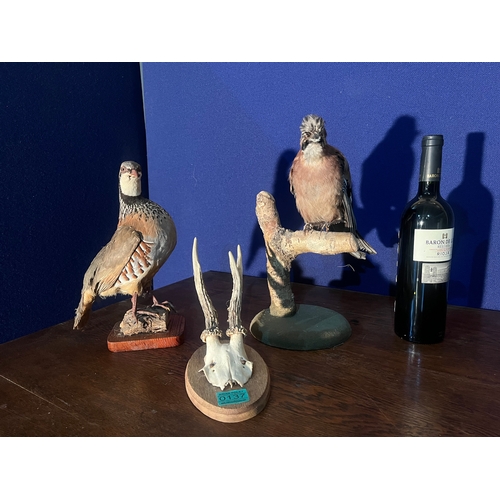 137 - Two Stuffed Birds and Mounted Horns (Tallest 36 cm H)