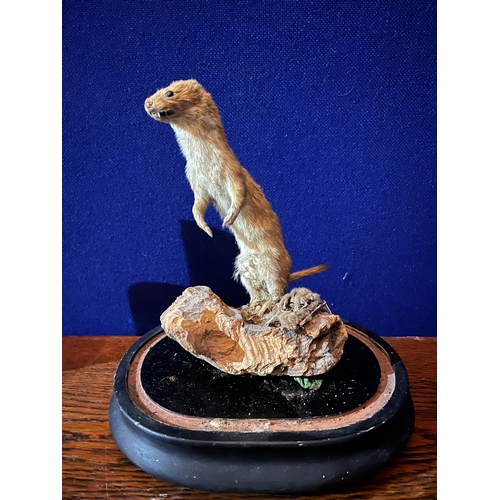 166 - Stuffed Ferret on a Wooden Base Under Glass Dome on an Oval Ebonised Base (22 cm W x 40 cm H x 15 cm... 