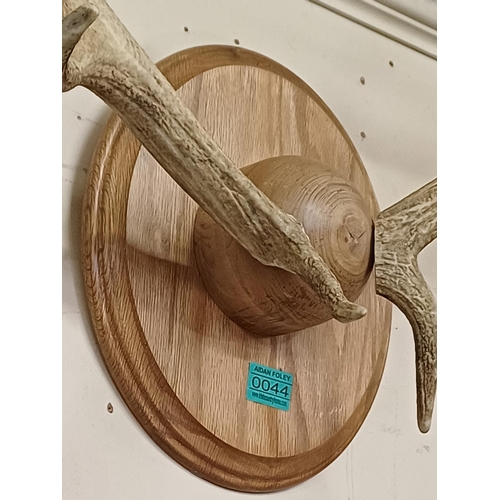 44 - Pair of Antlers on a Shield