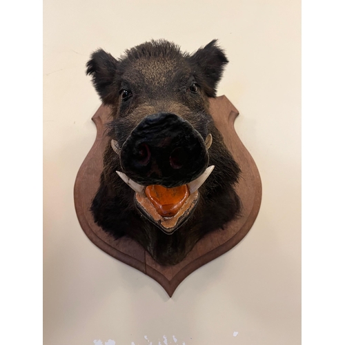 26 - Fine Mounted Boars Head on an Oak Shield (55 cm W  x 75 cm H)
