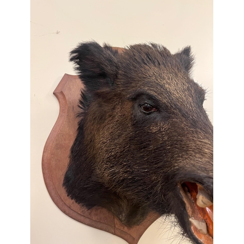 26 - Fine Mounted Boars Head on an Oak Shield (55 cm W  x 75 cm H)