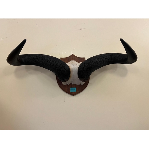 38 - Buffalo Horns Mounted on an Oak Shield Plaque (70cm W x 30 cm H)