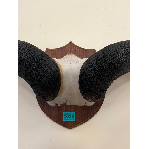38 - Buffalo Horns Mounted on an Oak Shield Plaque (70cm W x 30 cm H)
