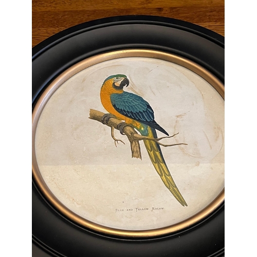 133 - Pair of Circular Prints Featuring Macaws in Black Frames (44 cm W)