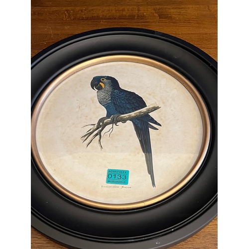 133 - Pair of Circular Prints Featuring Macaws in Black Frames (44 cm W)