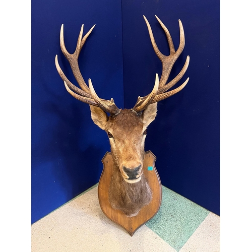 146 - Fine Taxidermy of an Irish Deer Head, 13 Points (80 cm W)