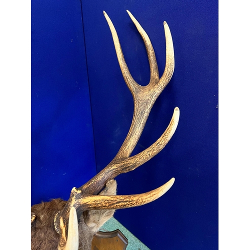 146 - Fine Taxidermy of an Irish Deer Head, 13 Points (80 cm W)