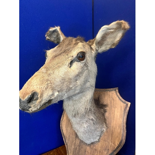 270 - Irish Deer Head (85 cm H)