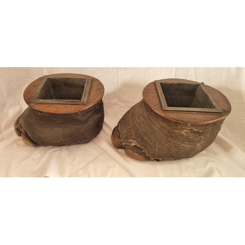 480 - Pair of Large Taxidermy Victorian Elephant Feet Planters, with Removable Oak Pots  (23 cm W x 45 cm ... 