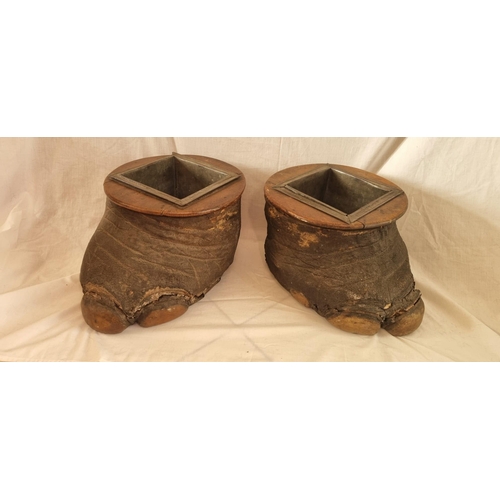 480 - Pair of Large Taxidermy Victorian Elephant Feet Planters, with Removable Oak Pots  (23 cm W x 45 cm ... 