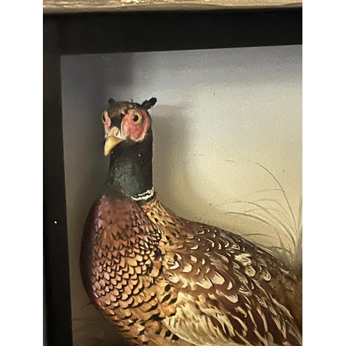 616 - Taxidermy Glass Case of a Pheasant on a Rocky Base (70 cm H x 66 cm W x 24 cm D)