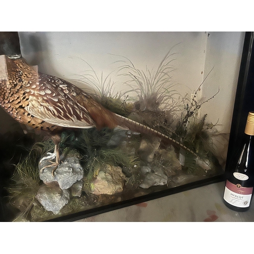 616 - Taxidermy Glass Case of a Pheasant on a Rocky Base (70 cm H x 66 cm W x 24 cm D)