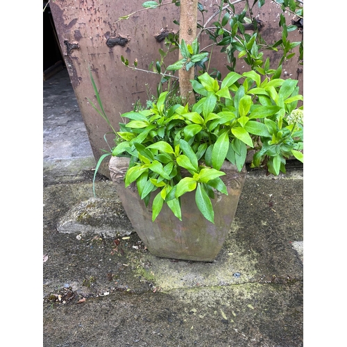 418 - Potted Tree (300 cm H -  Approx)