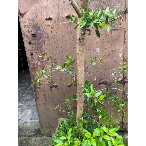 418 - Potted Tree (300 cm H -  Approx)