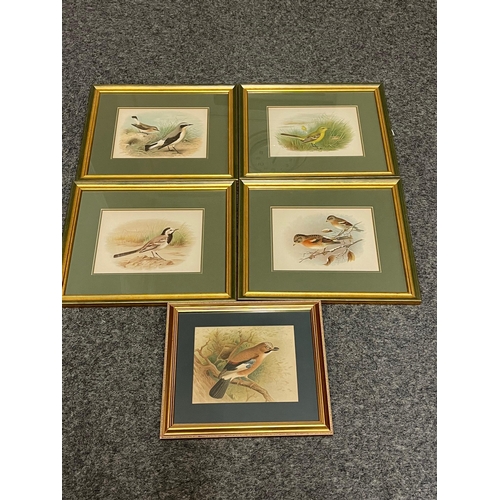 337 - Set of  Four Coloured Bird Prints and Another (42 cm W x 36 cm H)