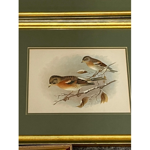 337 - Set of  Four Coloured Bird Prints and Another (42 cm W x 36 cm H)