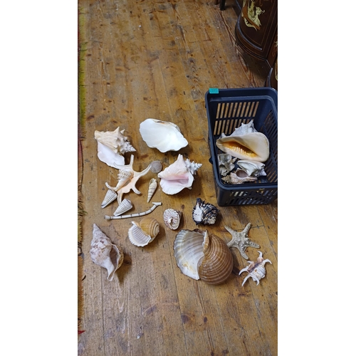 267 - Interesting mixed lot of Sea Shells