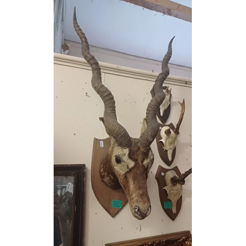 501 - Taxidermy of a Gazelle