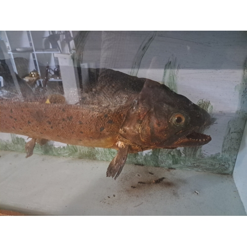 215 - Taxidermy of a Rainbow Trout (60cm Long)  in a Case - believed to have been caught locally