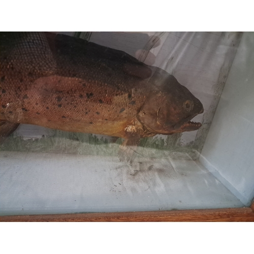 215 - Taxidermy of a Rainbow Trout (60cm Long)  in a Case - believed to have been caught locally