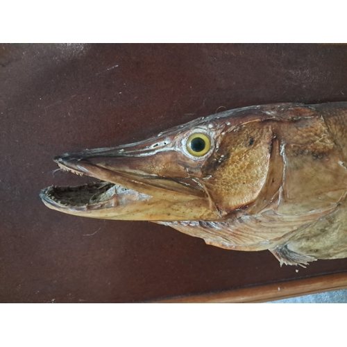 216 - Taxidermy of a 24lb Pike Mounted on a Board - believed to have been caught locally (128cm x 36cm)