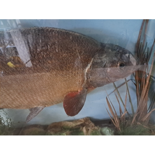 217 - Taxidermy of a Bream in original Case - believed to have been caught locally (74m x 46cm x 15cm)