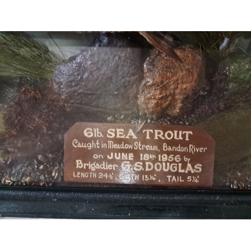 218 - Taxidermy of a Sea Trout in original Case - caught in the Meadow Stream on The Bandon River in 1956 ... 