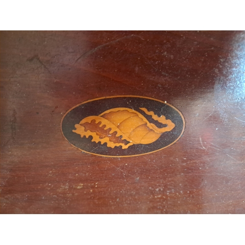 57 - Edwardian Inlaid Mahogany Gallery Tray with Shell Patera and Brass Handles