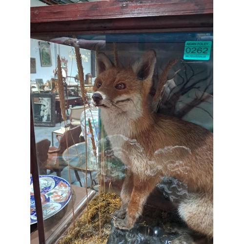 262 - Cased Taxidermy of an Irish Fox