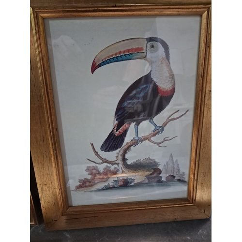 382 - Lot of 6 Gilt Framed Animal and Bird Prints (Largest 41cm x 32cm)