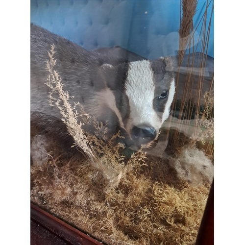 478 - Cased Taxidermy of a Badger on Naturalistic base (80cm x 50cm x 30cm)