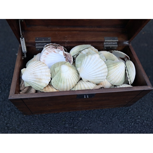 500 - Hardwood Trunk now Full of Scallop Shells