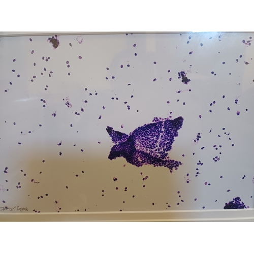 208 - John Coyne Print of Microscopic Cells (framed 49cm x 59cm)