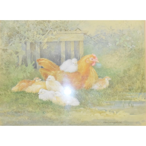 45 - George Beningfield, a Buff Orphington Hen with her chicks, watercolour, signed, 23 x 31 cm