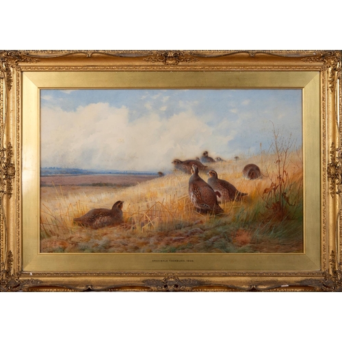 246 - Archibald Thorburn (1860-1935), a covey of grouse, watercolour heightened with bodycolour, signed an... 