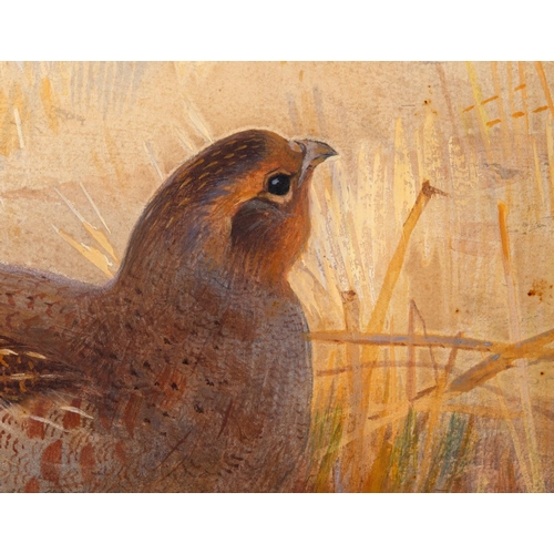 246 - Archibald Thorburn (1860-1935), a covey of grouse, watercolour heightened with bodycolour, signed an... 