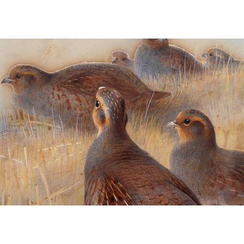 246 - Archibald Thorburn (1860-1935), a covey of grouse, watercolour heightened with bodycolour, signed an... 