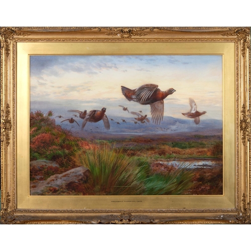 247 - Archibald Thorburn (1860-1935), Red Grouse in flight, watercolour, signed and dated 1905, 54 x 76 cm... 