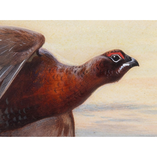 247 - Archibald Thorburn (1860-1935), Red Grouse in flight, watercolour, signed and dated 1905, 54 x 76 cm... 