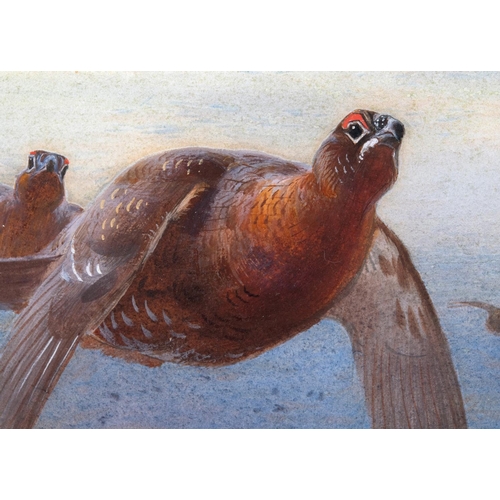 247 - Archibald Thorburn (1860-1935), Red Grouse in flight, watercolour, signed and dated 1905, 54 x 76 cm... 