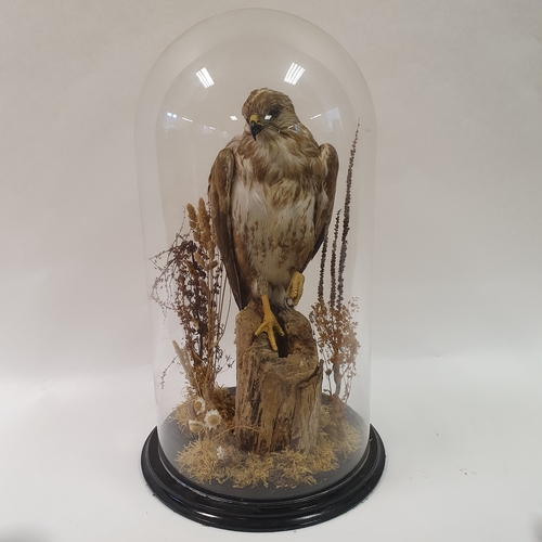 641 - Taxidermy: a buzzard perched on a log, under glass dome, 65 cm high