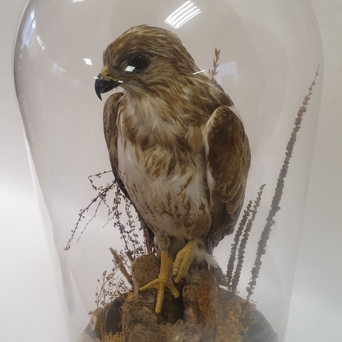 641 - Taxidermy: a buzzard perched on a log, under glass dome, 65 cm high