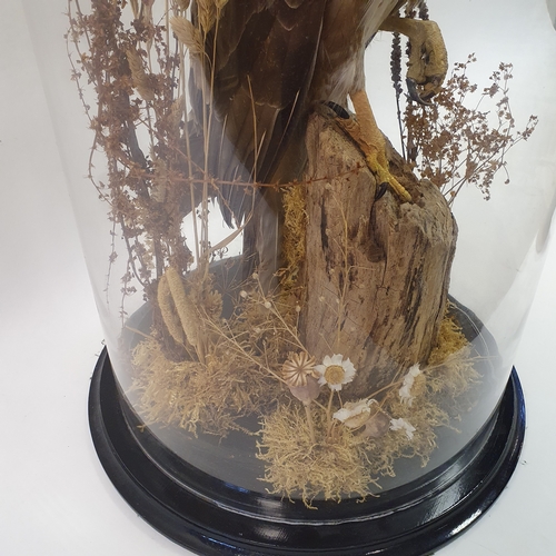 641 - Taxidermy: a buzzard perched on a log, under glass dome, 65 cm high