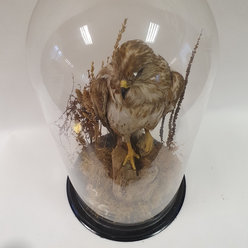 641 - Taxidermy: a buzzard perched on a log, under glass dome, 65 cm high