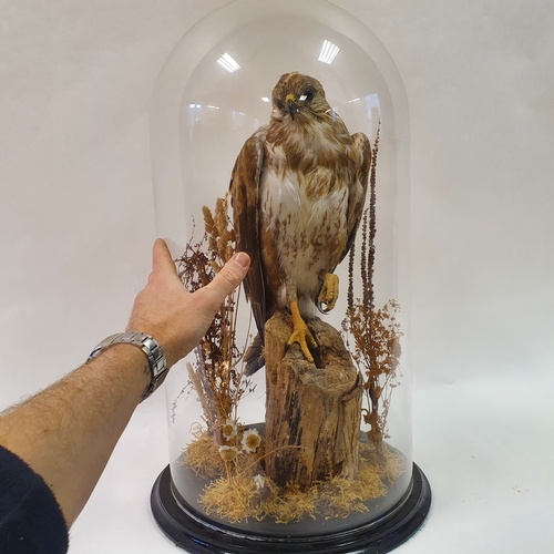 641 - Taxidermy: a buzzard perched on a log, under glass dome, 65 cm high
