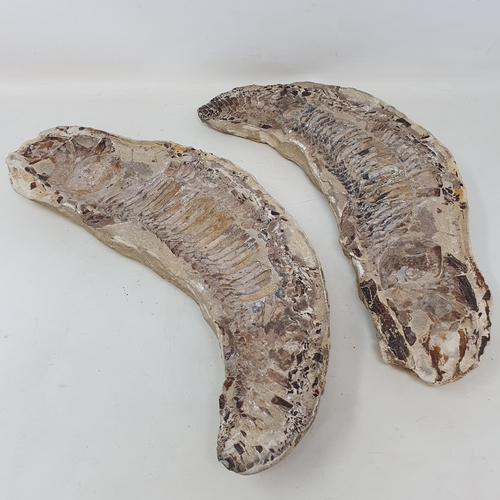 644 - A fossilized fish, from the Brazilian Santana formation, 37 cm