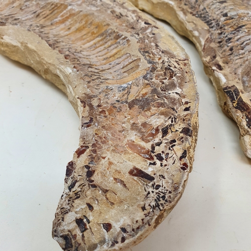 644 - A fossilized fish, from the Brazilian Santana formation, 37 cm