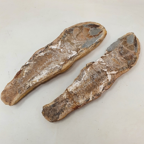 645 - A fossilized fish, from the Brazilian Santana formation, 22 cm