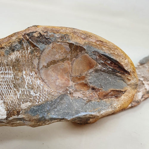 645 - A fossilized fish, from the Brazilian Santana formation, 22 cm