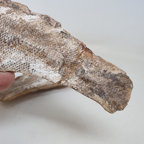 645 - A fossilized fish, from the Brazilian Santana formation, 22 cm